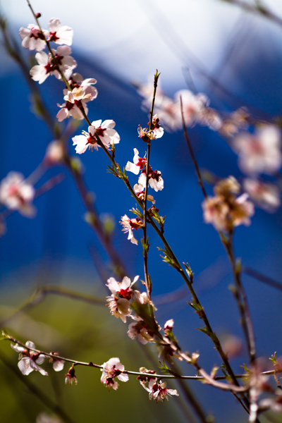 林芝桃花 (22).jpg