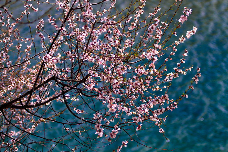 林芝桃花 (24).jpg